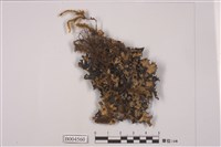 藏品(黃類斑葉衣)的圖片